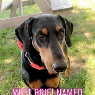 a black and tan dog with a red collar
