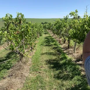 a man standing in the middle of a vineyard