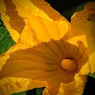Pumpkin flower