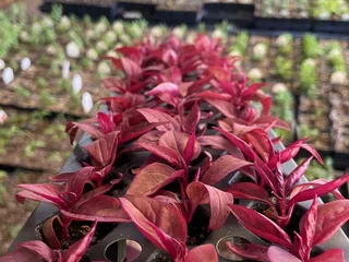 Prairie Hills Nursery and Plant Shop