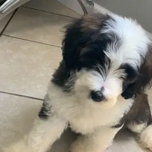 Meet our mini tri-colored Sheepadoodle, Moki!