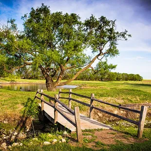 North Lake Bridge to the largest willow tree in Kansas!