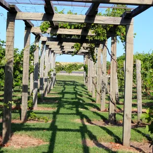 Vineyard Arbor ... great location for outdoor receptions and wine tastings.