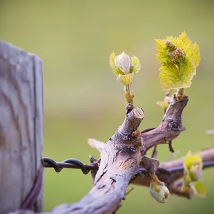 a vine sprouting from a fence post