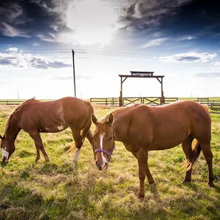 Just horsin&apos; around....