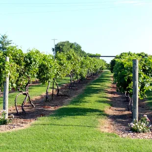 Happy Vines!