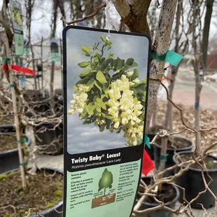 a variety of flowering trees