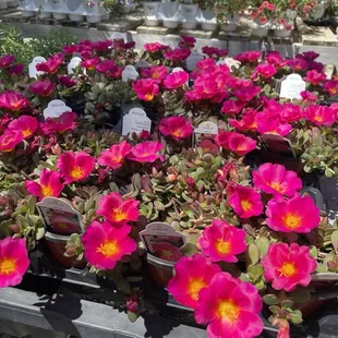 a variety of flowers