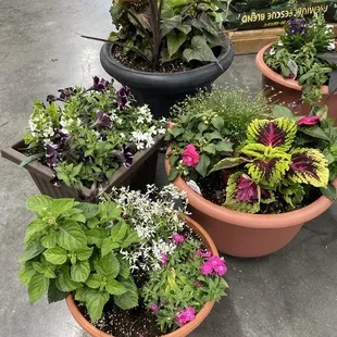 Different sizes of patio planters