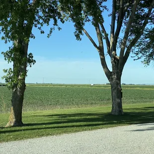 Beautiful cornfields bordering the property