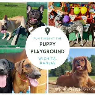 We love when your pups come to stay with us, overnight or for a playday! Give us a call for more information - (316) 201-6292.