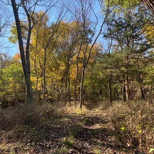 A forest path