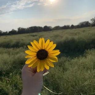 A field with flowers