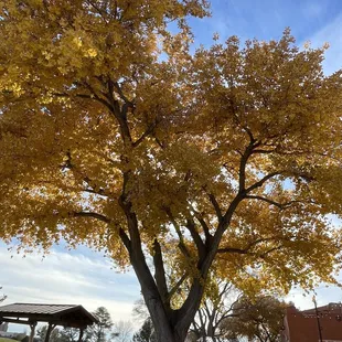 A tree behind the restaurant when you need to walk off your calories