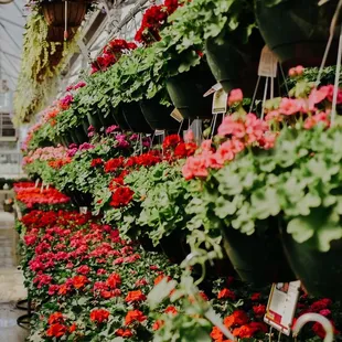 View of our Main Greenhouse