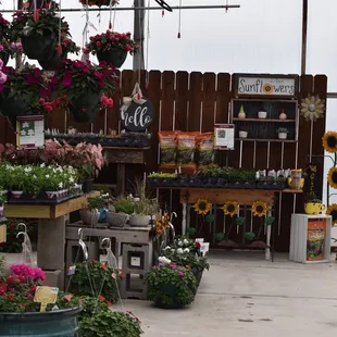 View inside our main greenhouse of our succulent area