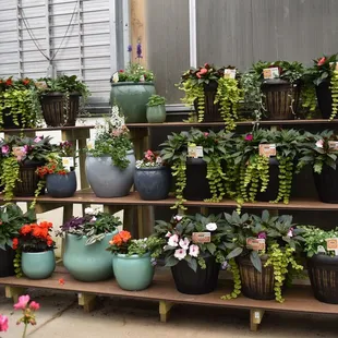 Custom planted shade containers