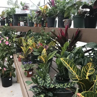 Houseplants