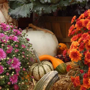 pumpkins and gourds