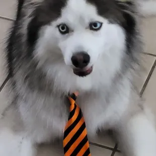 Nanuk came home with a great tie and haircut.  He looks great!