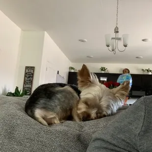 Post grooming nap