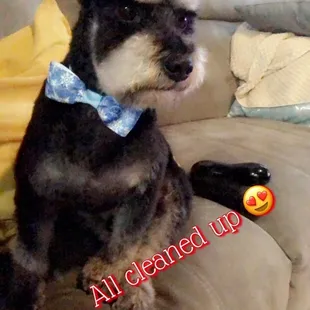 Mack after his hair cut!