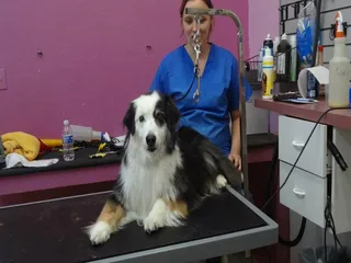 Groomingdales