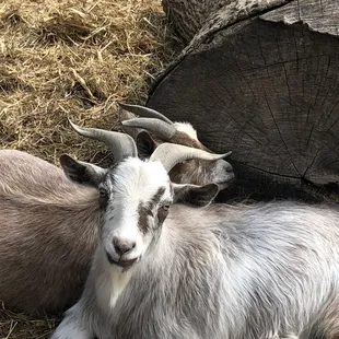 Goats just hanging around