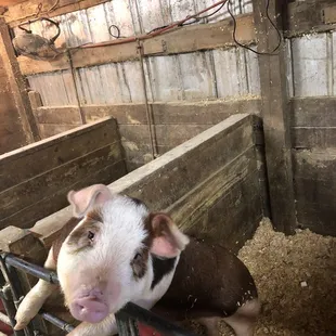 Pig was very excited and wanted a treat