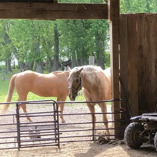 Horses just chilling