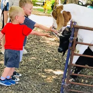 From Prancing Ponies website