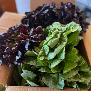 Fresh produce from Reunity Resources