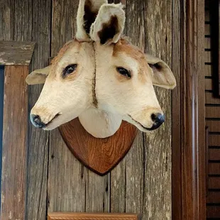 2 Headed Goat