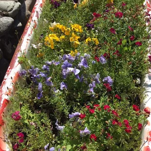 Pretty garden outside