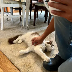 House pet:  Max the cat