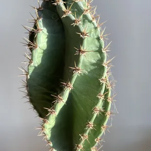 Cactus inside the shop