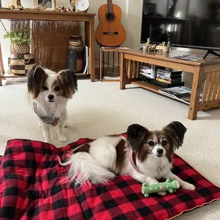 Precious Paws Dog & Cat Grooming