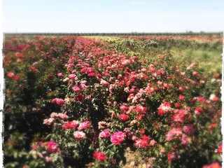 Wasco Community Rose Garden