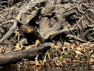 New Orleans Kayak Swamp Tours