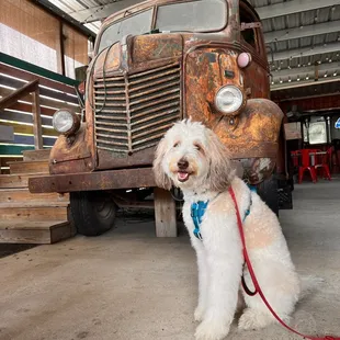 a dog sitting in front of an old truck