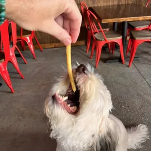 a person feeding a small dog