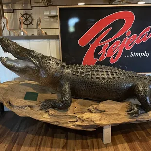 The gator is real y'all