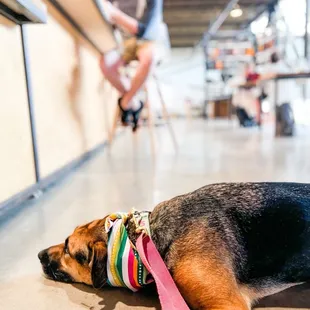 Dog friendly atmosphere AND it's a cute book shop