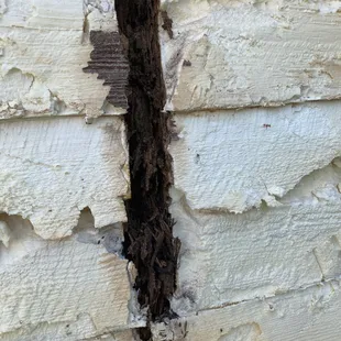 Rotten studs seen on the inside of the house with insulation