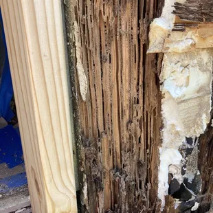 Old termite-eaten studs crumbling away