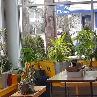 Plants in preCovid seating area (2/15/22)