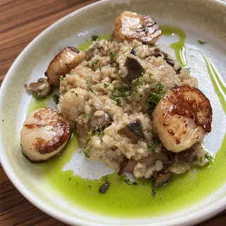 Sea Scallops