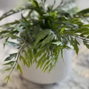 Cute little plant on the table