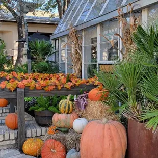 a display of pumpkins and gourds