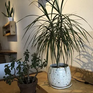 a potted plant on a wooden table